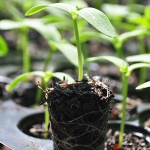 Seedling Production