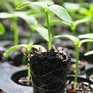 ကျန်းမာသန်စွမ်းသောပျိုးပင်များစိုက်ပျိုးထုတ်လုပ်ခြင်း
